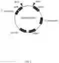 Fig. 04 - Antibody, composite, detection device and method using same
