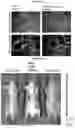 Fig. 10 - Compositions and methods for detecting protease activity in biological systems