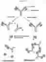 Fig. 15 - Compositions and methods for detecting protease activity in biological systems