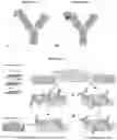 Fig. 17 - Compositions and methods for detecting protease activity in biological systems