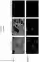 Fig. 19 - Compositions and methods for detecting protease activity in biological systems
