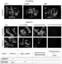 Fig. 23 - Compositions and methods for detecting protease activity in biological systems