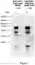 Fig. 02 - FOXC1 ANTIBODIES AND METHODS OF THEIR USE