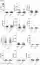 Fig. 06 - IN VITRO METHOD FOR THE DIAGNOSIS OF LUNG CANCER
