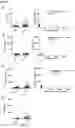 Fig. 08 - IN VITRO METHOD FOR THE DIAGNOSIS OF LUNG CANCER