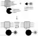 Fig. 01 - Chemigenetic voltage indicators
