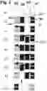 Fig. 04 - Method for loading a specimen storage device for a plurality of specimen carriers loaded with specimen vessels, and specimen-loading system