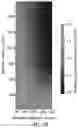 Fig. 20 - CONTROL OF LIGHT SCATTERING WITH NANOPARTICLES AND/OR COATINGS