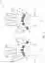 Fig. 03 - Hand gesture sensing system using bionic tendons