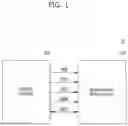 Fig. 02 - Memory system with parity cache scheme and method of operating such memory system