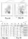 Fig. 04 - Device identifier classification