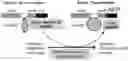 Fig. 01 - Sensor for NADP (H) and development of alcohol dehydrogenases