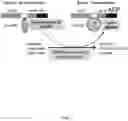 Fig. 02 - Sensor for NADP (H) and development of alcohol dehydrogenases
