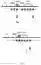 Fig. 04 - Sensor for NADP (H) and development of alcohol dehydrogenases