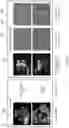 Fig. 05 - Image processing