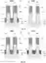 Fig. 09 - Gate spacer formation for scaled CMOS devices