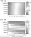 Fig. 08 - Bifacial Solar Modules Incorporating Effectively Transparent Contacts