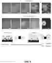 Fig. 05 - Surfactant additive for solution coating large area high efficiency perovskite solar cells and other devices