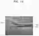 Fig. 14 - Flexible display device with metallic material portion including recess and method of manufacturing the same