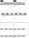 Fig. 06 - QUANTUM DOT LIGHT-EMITTING DIODE SUBSTRATE HAVING A BONDING LAYER, AND METHOD OF PREPARING THE SAME