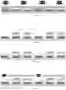 Fig. 09 - QUANTUM DOT LIGHT-EMITTING DIODE SUBSTRATE HAVING A BONDING LAYER, AND METHOD OF PREPARING THE SAME