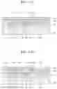 Fig. 24 - Organic light-emitting display apparatus and method of manufacturing the same