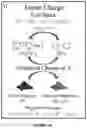 Fig. 03 - High capacity organic radical mediated phosphorous anode for redox flow batteries
