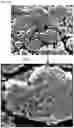 Fig. 06 - Permanent magnet, method for manufacturing same, and motor comprising same