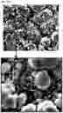 Fig. 08 - Permanent magnet, method for manufacturing same, and motor comprising same