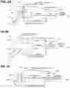 Fig. 11 - Data encryption and decryption using neurological fingerprints