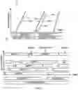 Fig. 07 - Seamless readout mode transitions in image sensors
