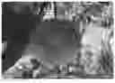 Fig. 01 - Nectarine tree named 'SWEET REI'