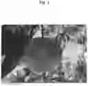 Fig. 02 - Nectarine tree named 'SWEET REI'