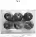 Fig. 05 - Nectarine tree named 'SWEET REI'