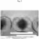Fig. 08 - Nectarine tree named 'SWEET REI'