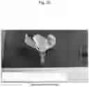 Fig. 13 - Nectarine tree named 'SWEET REI'