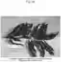 Fig. 17 - Nectarine tree named 'SWEET REI'