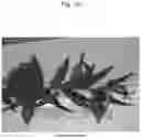 Fig. 19 - Nectarine tree named 'SWEET REI'