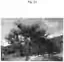 Fig. 22 - Nectarine tree named 'SWEET REI'