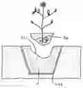 Fig. 01 - Plant Assembly, a Container, an Area of Ground, a Breeding System, a Rooted Plant Assembly, a Substrate and Methods