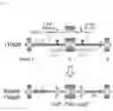 Fig. 04 - GENOME EDITING METHOD