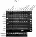 Fig. 12 - Rat model of down syndrome and method for producing same