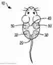 Fig. 01 - Transplantation method to increase the establishment rate of human tumors in immunodeficient mice