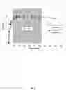 Fig. 06 - SITU GENERATION OF PEROXYCARBOXYLIC ACIDS AT ALKALINE pH, AND METHODS OF USE THEREOF