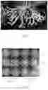 Fig. 05 - LICHEN COMPOUNDS THAT INHIBIT MYCOTOXIN PRODUCTION