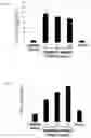 Fig. 06 - Method for producing fermented bamboo extract and immunostimulating agent