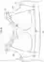 Fig. 17 - Brassiere