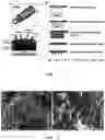 Fig. 02 - NONENZYMATIC DETERMINATION OF GLUCOSE AT NEAR NEUTRAL PH VALUES BASED ON THE USE OF NAFION AND PLATINUM BLACK COATED MICRONEEDLE ELECTRODE ARRAY