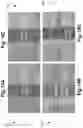 Fig. 19 - ARRAY OF TRANSPARENT BIOSENSORS INTEGRATED ON A TRANSPARENT SUBSTRATE, AND METHOD FOR FORMING SUCH