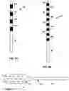 Fig. 08 - Determining nerve location relative to electrodes